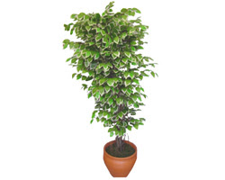 Ficus zel Starlight 1,75 cm   rnak 14 ubat sevgililer gn iek 
