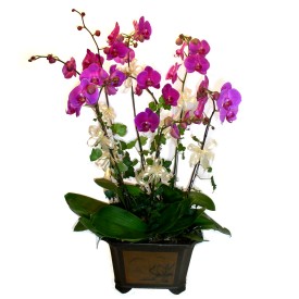  rnak 14 ubat sevgililer gn iek  4 adet orkide iegi