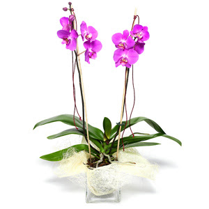  rnak hediye iek yolla  Cam yada mika vazo ierisinde  1 kk orkide