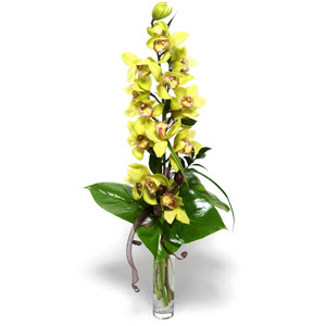  rnak iek gnderme  cam vazo ierisinde tek dal canli orkide