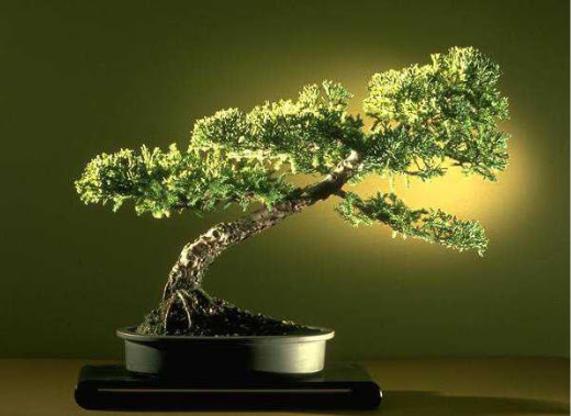 ithal bonsai saksi iegi  rnak iekiler 