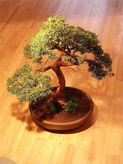 ithal bonsai saksi iegi  rnak yurtii ve yurtd iek siparii 