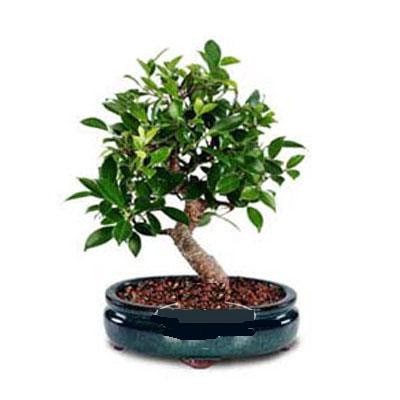 ithal bonsai saksi iegi  rnak internetten iek siparii 