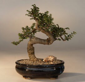 ithal bonsai saksi iegi  rnak iek online iek siparii 