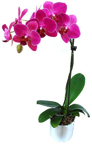  rnak iekiler  saksi orkide iegi