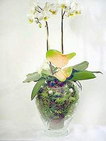 rnak hediye iek yolla  Cam yada mika vazoda zel orkideler