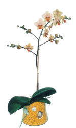  rnak uluslararas iek gnderme  Phalaenopsis Orkide ithal kalite