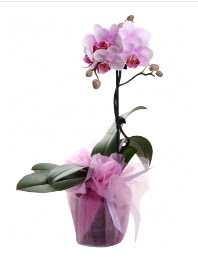 1 dal pembe orkide saksı çiçeği  Şırnak online çiçekçi , çiçek siparişi 