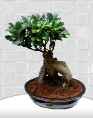 saks iei japon aac bonsai  rnak online ieki , iek siparii 
