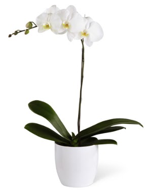 1 dall beyaz orkide  rnak iek online iek siparii 