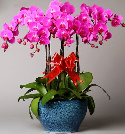 7 dall mor orkide  rnak kaliteli taze ve ucuz iekler 