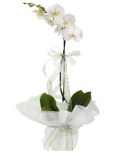 1 dal beyaz orkide iei  rnak cicekciler , cicek siparisi 