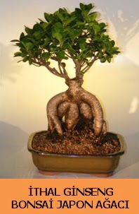 thal japon aac ginseng bonsai sat  rnak iek gnderme 