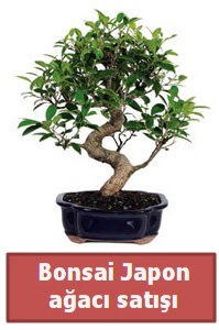 Japon aac bonsai sat  rnak internetten iek siparii 