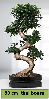 80 cm özel saksıda bonsai bitkisi  Şırnak ucuz çiçek gönder 