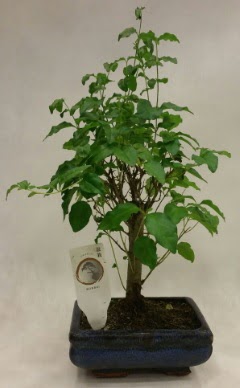 Minyatr bonsai japon aac sat  rnak ucuz iek gnder 