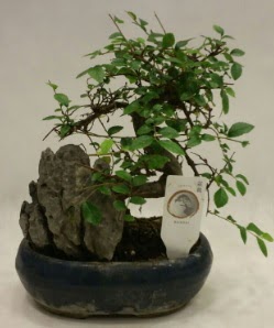 thal 1.ci kalite bonsai japon aac  rnak hediye iek yolla 