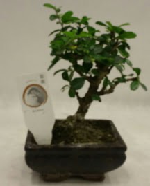 Kk minyatr bonsai japon aac  rnak iek , ieki , iekilik 