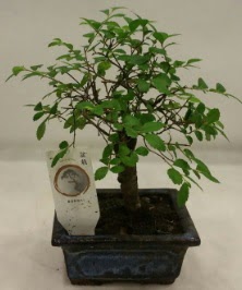 Minyatr ithal japon aac bonsai bitkisi  rnak hediye iek yolla 