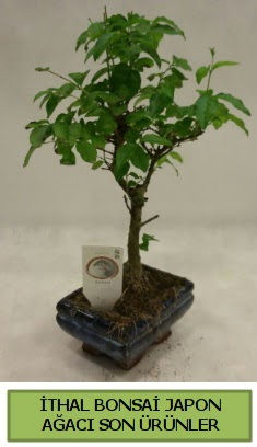 thal bonsai japon aac bitkisi  rnak iek maazas , ieki adresleri 