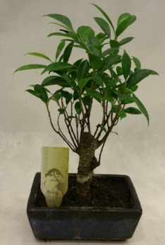 Japon aac bonsai bitkisi sat  rnak ucuz iek gnder 