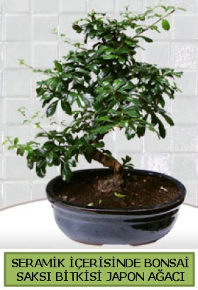 Seramik vazoda bonsai japon aac bitkisi  rnak internetten iek siparii 