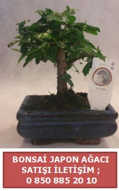 Japon aac minyar bonsai sat  rnak hediye iek yolla 