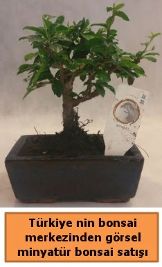Japon aac bonsai sat ithal grsel  rnak iek sat 