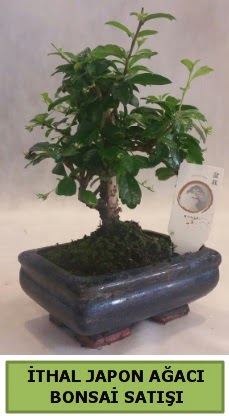 thal japon aac bonsai bitkisi sat  rnak ucuz iek gnder 