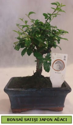 Minyatr bonsai aac sat  rnak iek , ieki , iekilik 