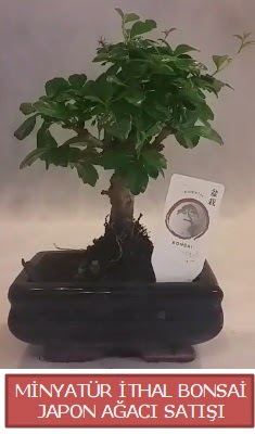 Kk grsel bonsai japon aac bitkisi  rnak ieki maazas 