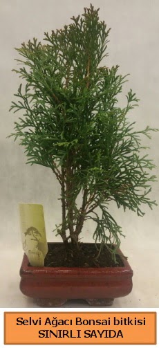 Selvi aac bonsai japon aac bitkisi  rnak hediye iek yolla 