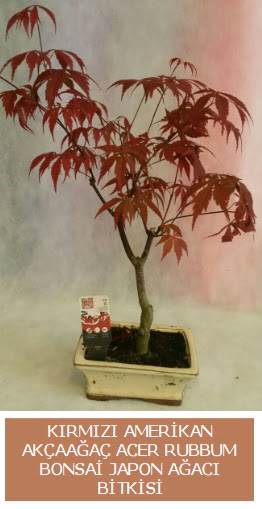 Amerikan akaaa Acer Rubrum bonsai  rnak hediye sevgilime hediye iek 