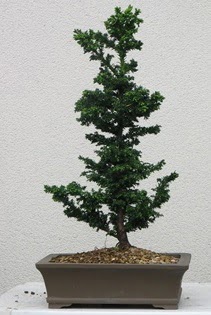 am aac bonsai bitkisi sat  rnak ucuz iek gnder 