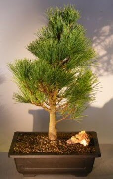 am aac japon aac bitkisi bonsai  rnak ucuz iek gnder 