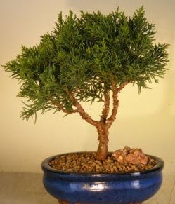 Servi am bonsai japon aac bitkisi  rnak iek sat 