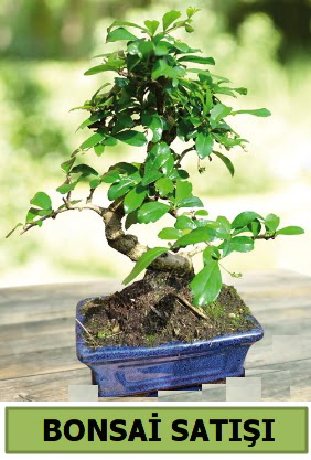 am bonsai japon aac sat  rnak hediye iek yolla 