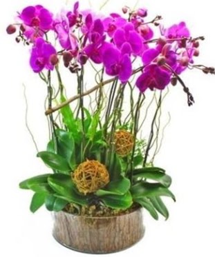 Ahap ktkte lila mor orkide 8 li  rnak iek siparii vermek 