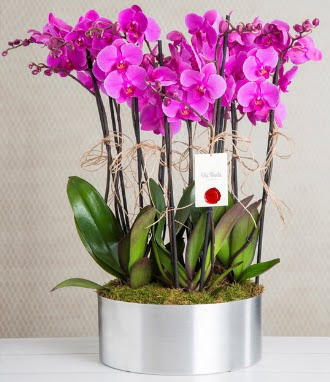 11 dall mor orkide metal vazoda  rnak ieki telefonlar 