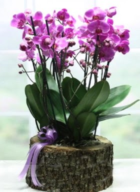 Ktk ierisinde 6 dall mor orkide  rnak iek siparii sitesi 