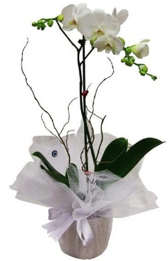Tek dall beyaz orkide  rnak 14 ubat sevgililer gn iek 