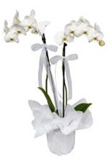 2 dall beyaz orkide  rnak iek yolla , iek gnder , ieki  
