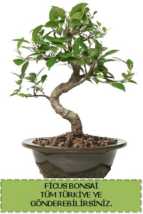 Ficus bonsai  rnak ieki telefonlar 