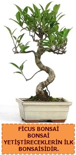 Ficus bonsai 15 ile 25 cm arasndadr  rnak iek sat 