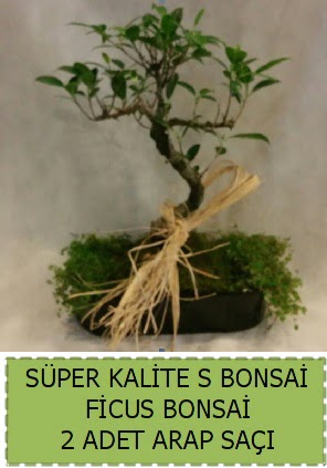 Ficus S Bonsai ve arap saçı  Şırnak ucuz çiçek gönder 