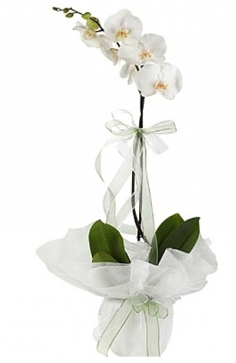 Tekli Beyaz Orkide  rnak internetten iek sat 