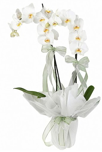 ift Dall Beyaz Orkide  rnak iek servisi , ieki adresleri 