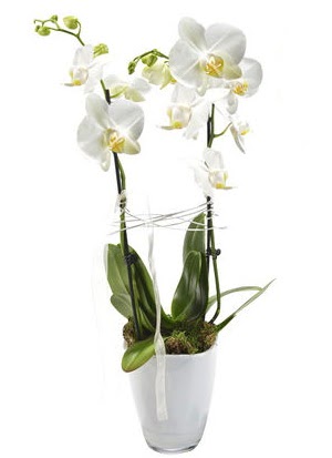 2 dall beyaz seramik beyaz orkide sakss  rnak ieki telefonlar 