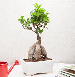 Exotic Ficus Bonsai ginseng  rnak gvenli kaliteli hzl iek 