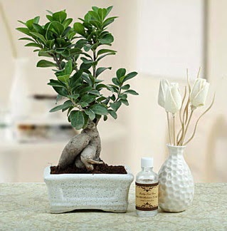 Ginseng ficus bonsai  rnak online iek gnderme sipari 